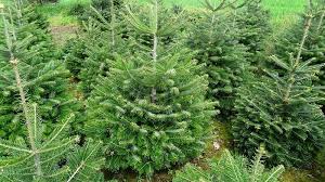 Vente de sapins de Noël RPI Suilly la Tour 